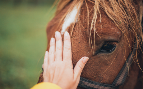 Crema delicata: un toccasana per il benessere cutaneo del cavallo