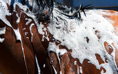 Shampoo nutriente: igienizza e nutre allo stesso tempo!