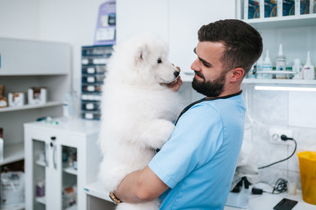 Lozione Spray Sgradito agli Insetti per cani: il consiglio del Veterinario