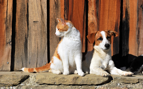 Salus Vet: Il Rimedio Naturale per la Depurazione e il Benessere dei Nostri Animali